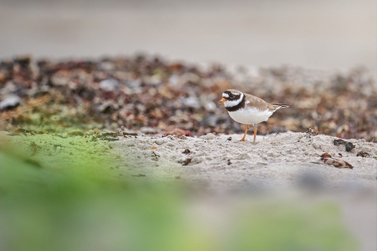 Common Ringed Plover - ML611127783