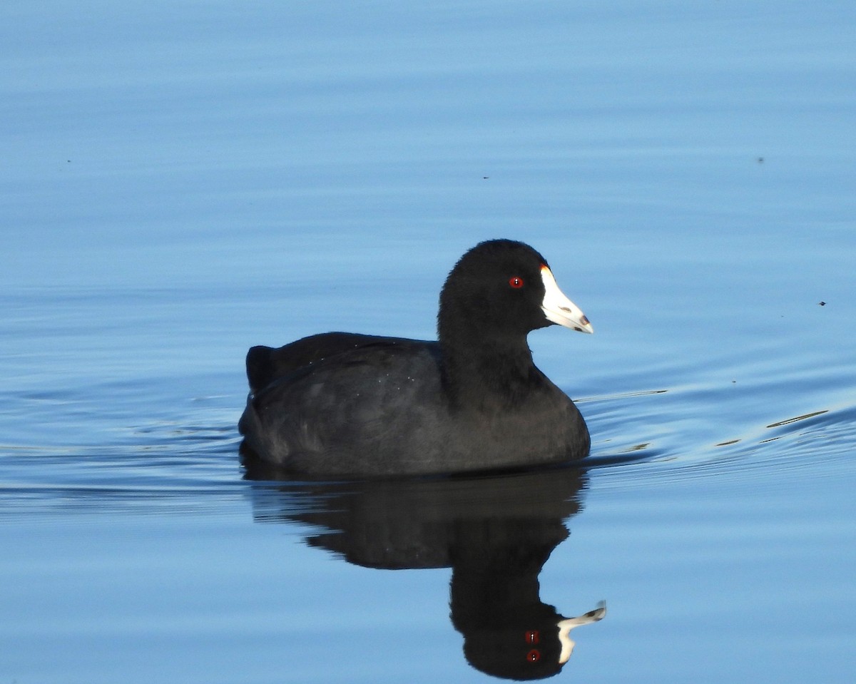 American Coot (Red-shielded) - ML611127801
