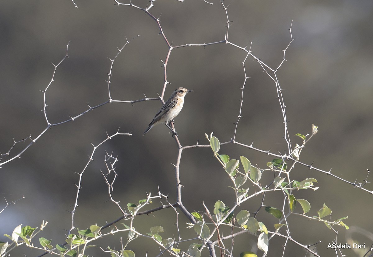 Whinchat - ML611127828