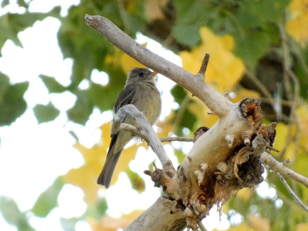 Greater Pewee - ML611127858