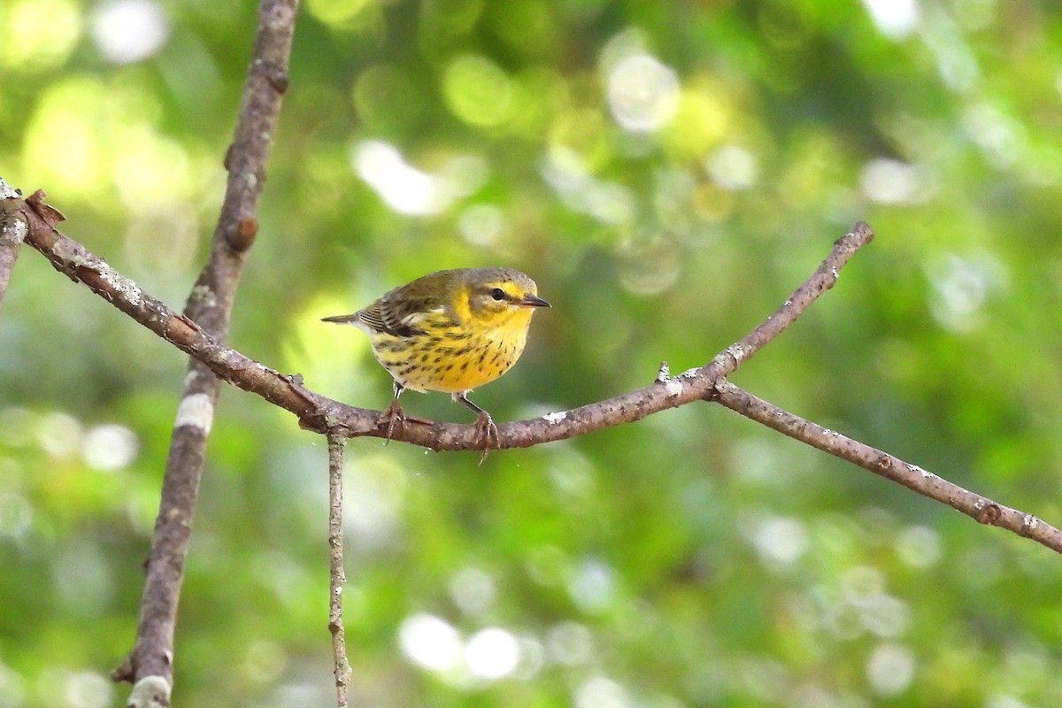 Cape May Warbler - ML611127896