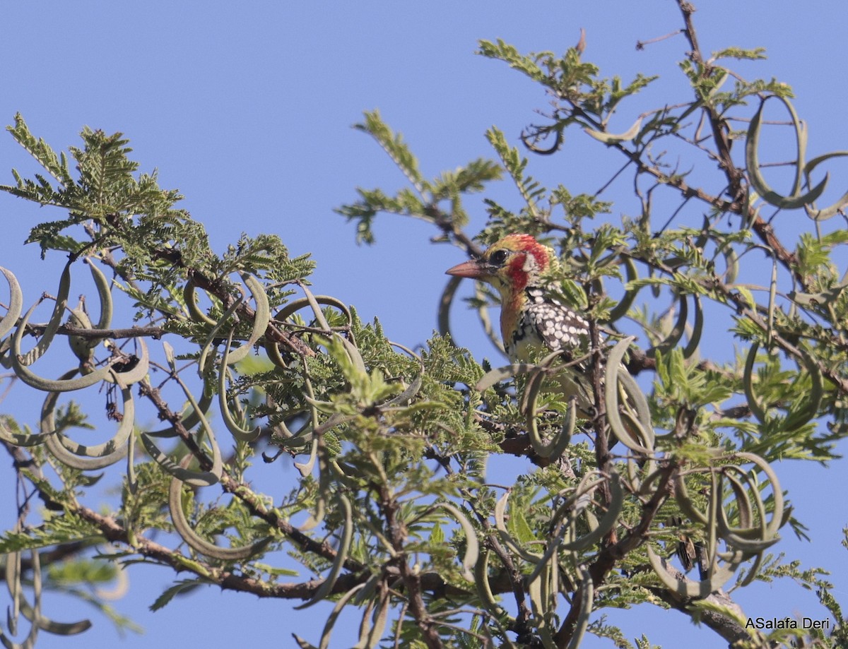 Red-and-yellow Barbet - ML611127967
