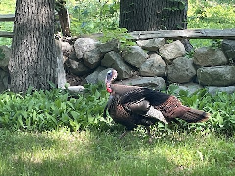 Wild Turkey - eBird