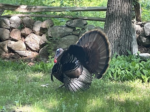 Wild Turkey - eBird