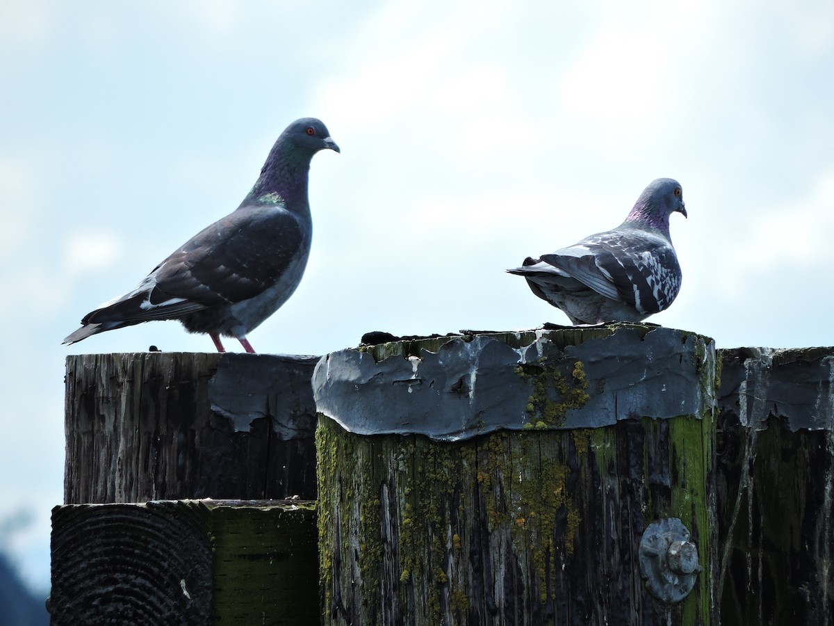 Rock Pigeon (Feral Pigeon) - ML611128119