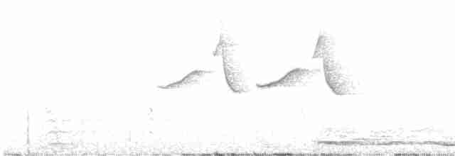 Çam Baştankarası [phaeonotus grubu] - ML611128522