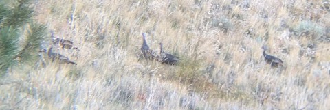 Wild Turkey - eBird