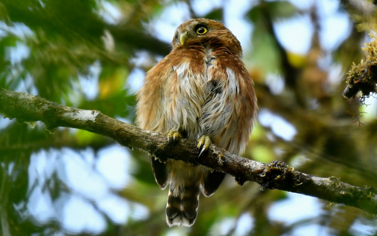 Andean Pygmy-Owl - Sergio Andres Dueñas Trejo