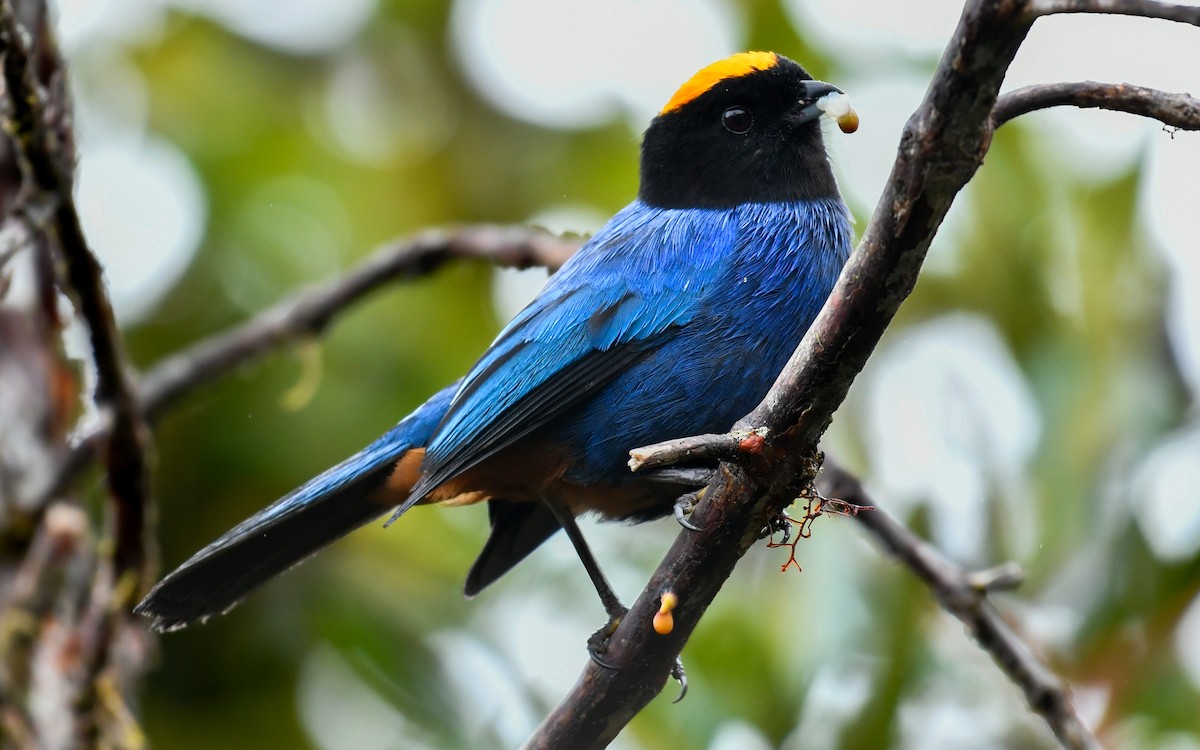 Golden-crowned Tanager - ML611128918