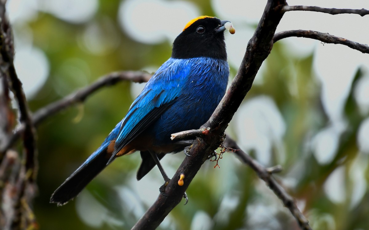 Golden-crowned Tanager - Sergio Andres Dueñas Trejo