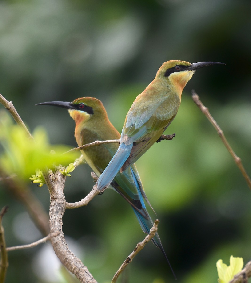 Blue-tailed Bee-eater - ML611129091