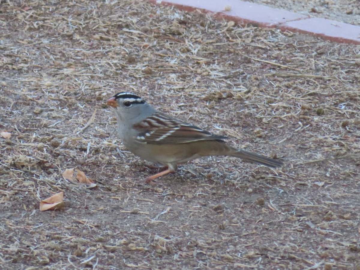 White-crowned Sparrow - ML611129184