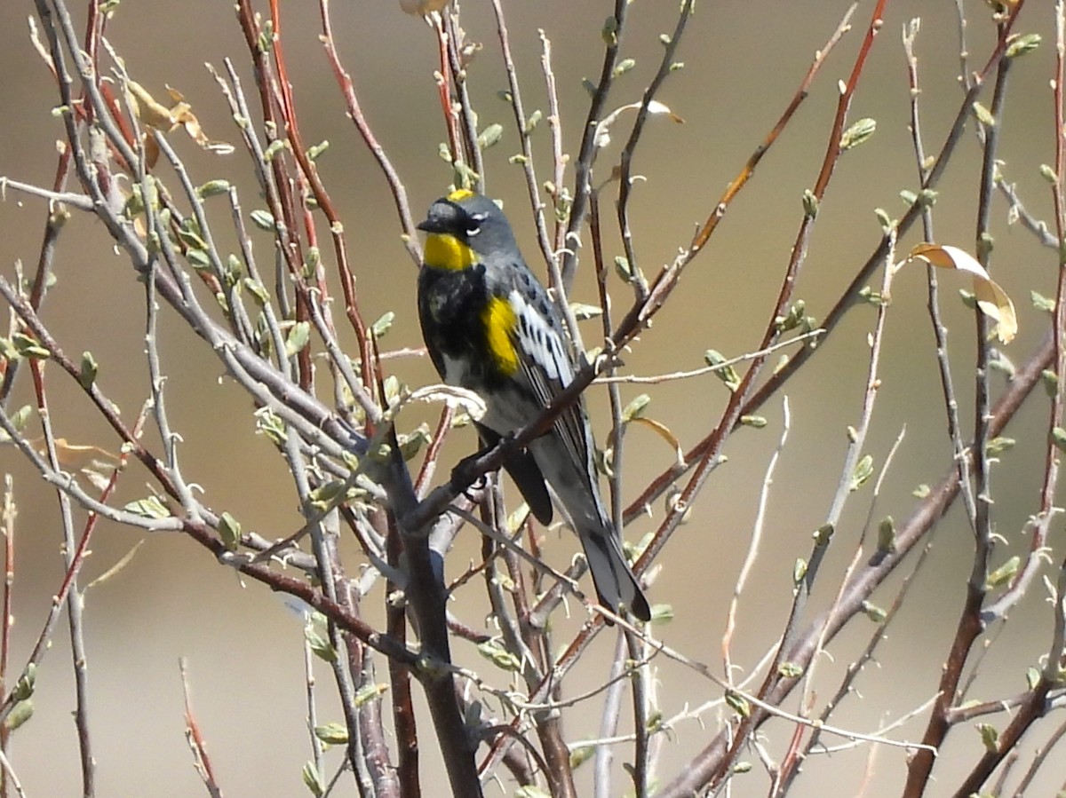 Yellow-rumped Warbler (Audubon's) - ML611129201