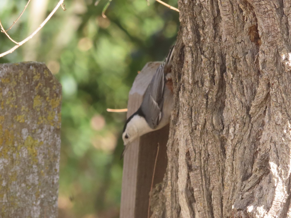 White-breasted Nuthatch - ML611129242