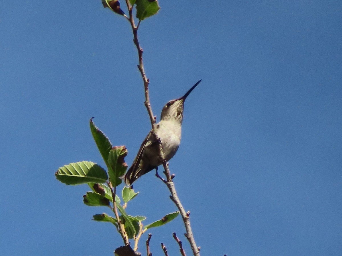 hummingbird sp. - Karen Richardson