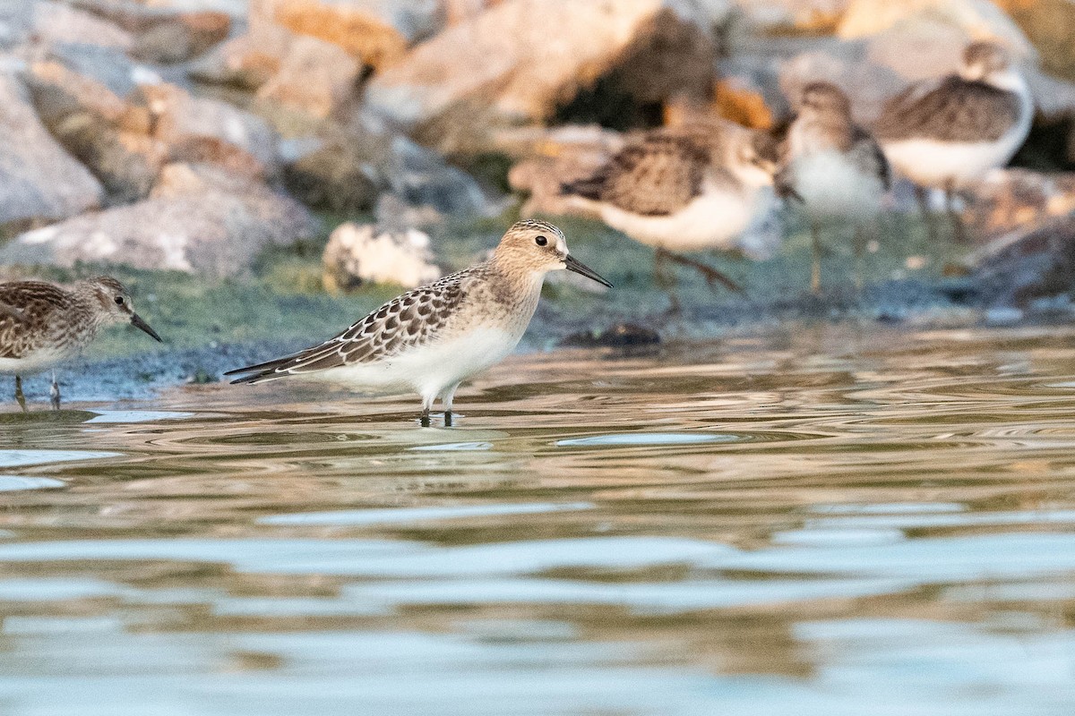 Baird's Sandpiper - ML611129358