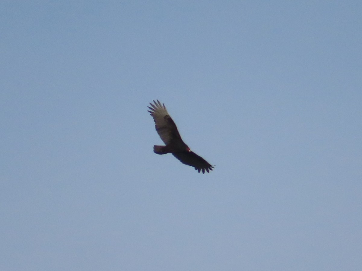 Turkey Vulture - ML611129366