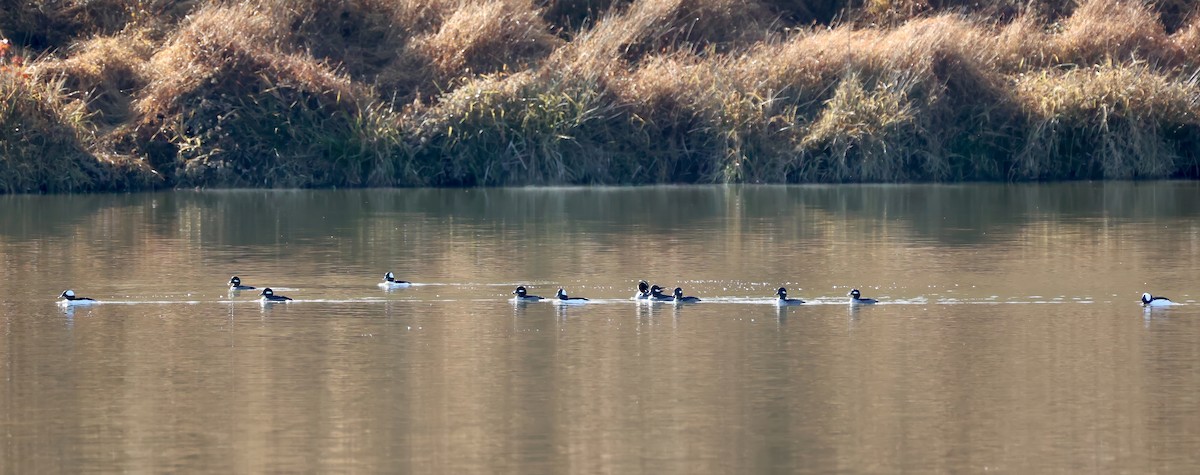 Bufflehead - ML611129487