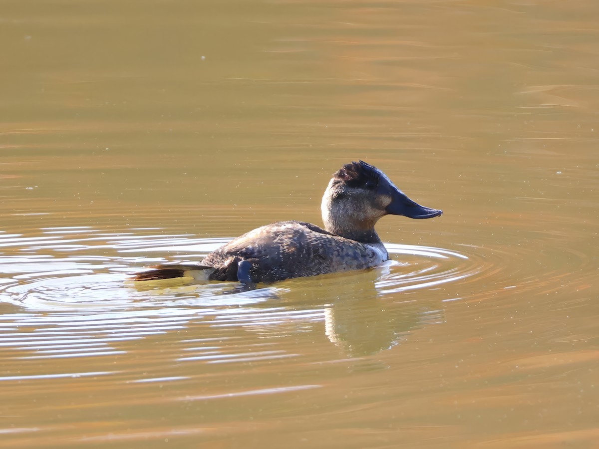 Ruddy Duck - ML611129497