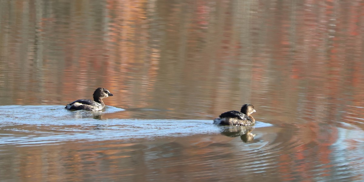 Pied-billed Grebe - ML611129504