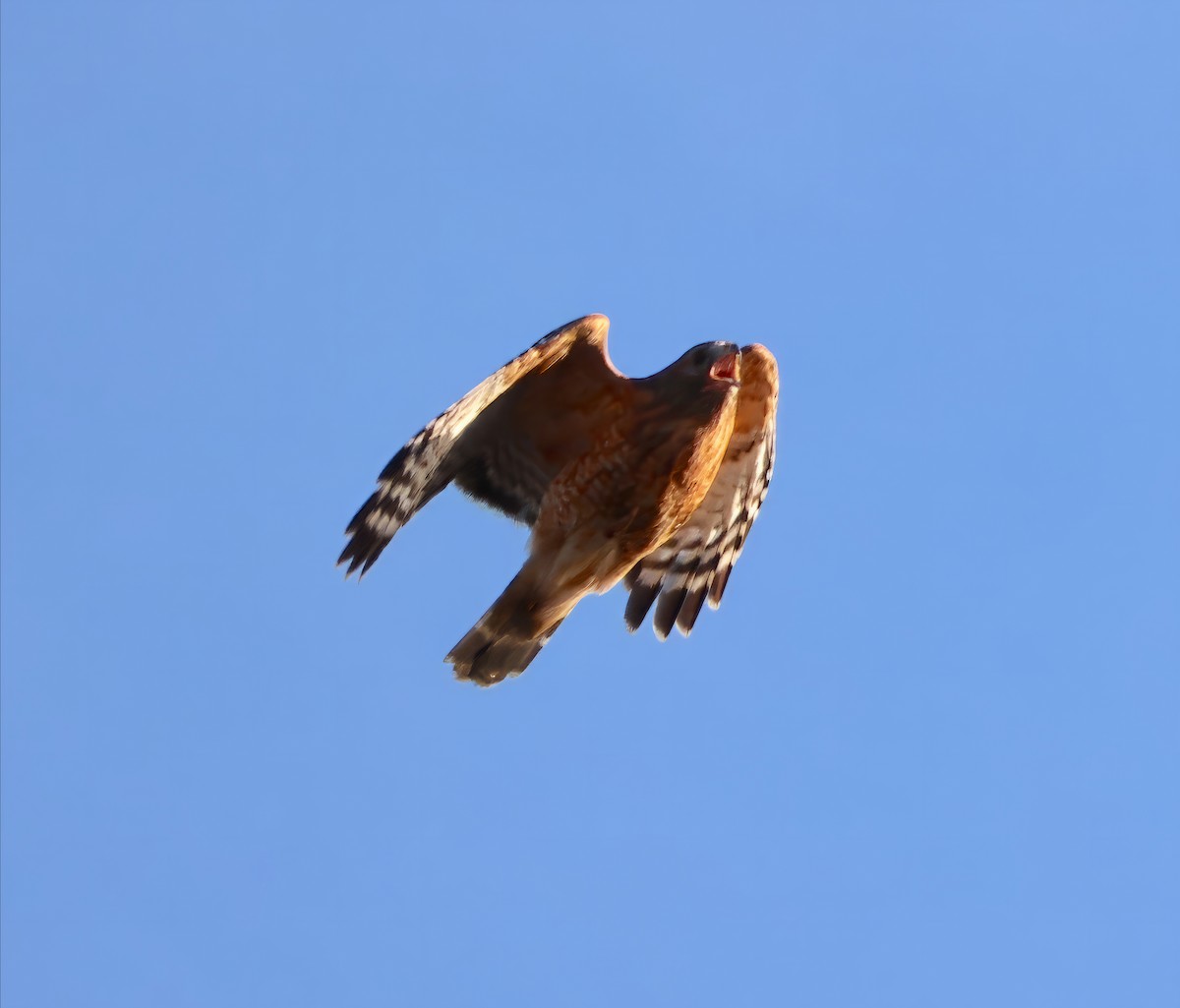 Red-shouldered Hawk - ML611129535