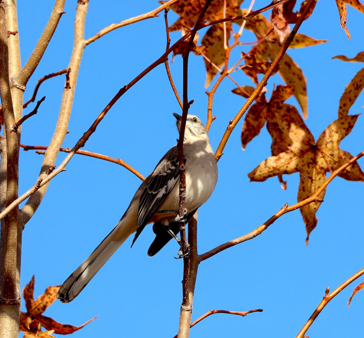 Northern Mockingbird - ML611129592