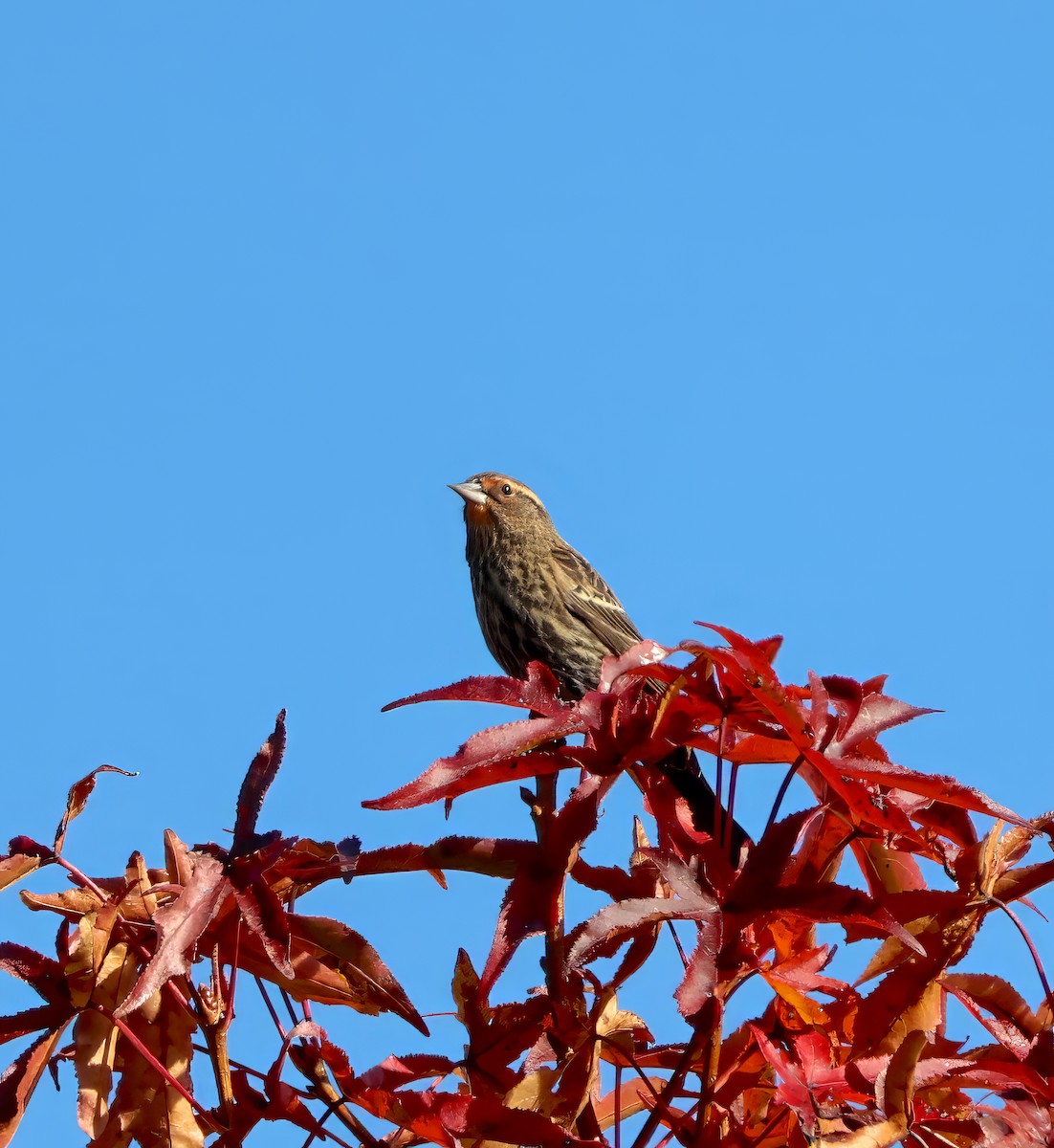 Red-winged Blackbird - ML611129618