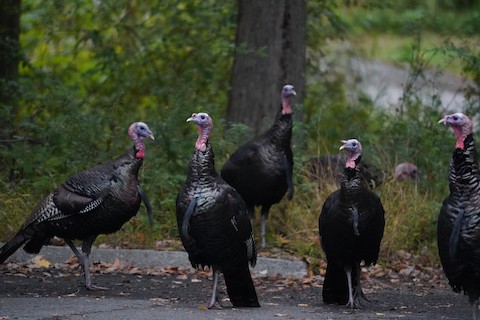 Wild Turkey - eBird