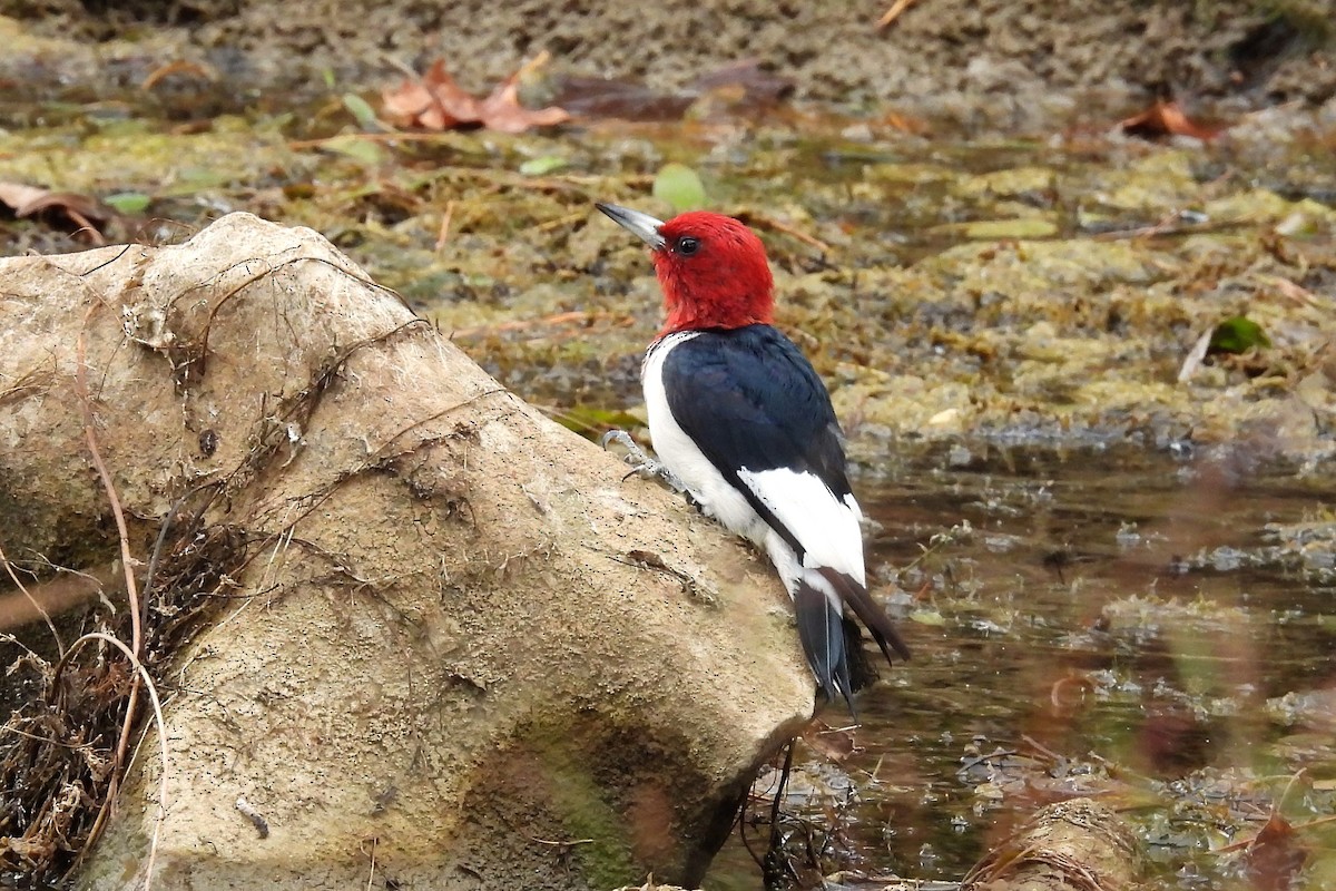 Red-headed Woodpecker - ML611129924