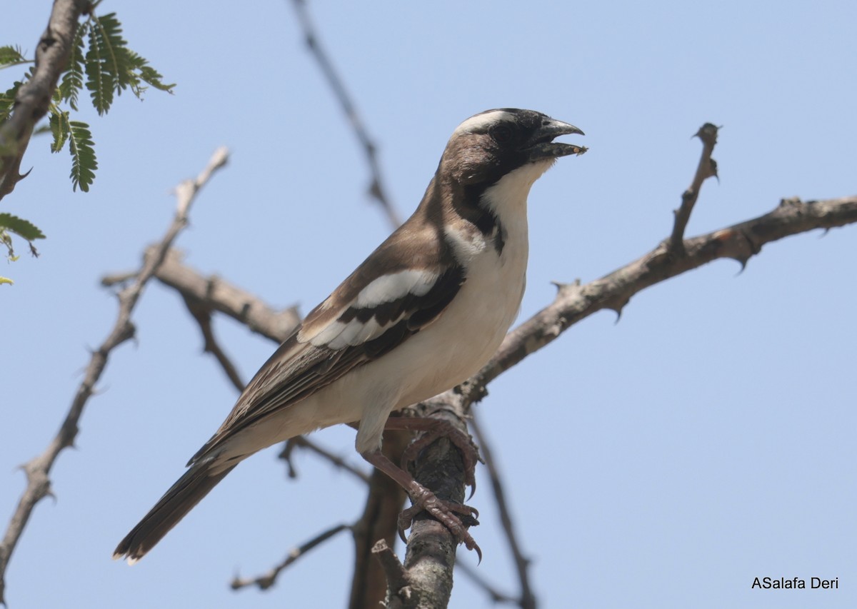 White-browed Sparrow-Weaver (Black-billed) - ML611130158