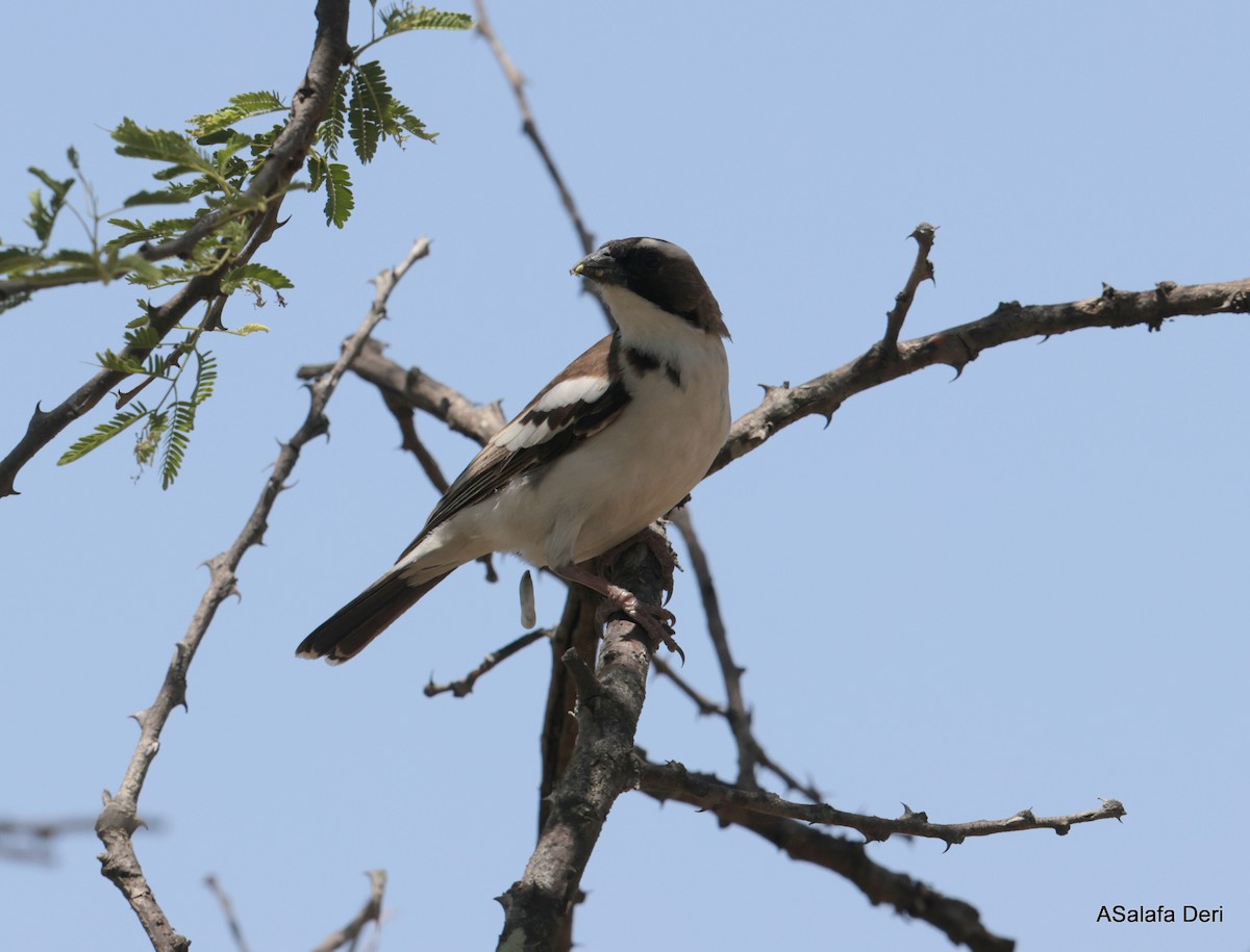 White-browed Sparrow-Weaver (Black-billed) - ML611130159