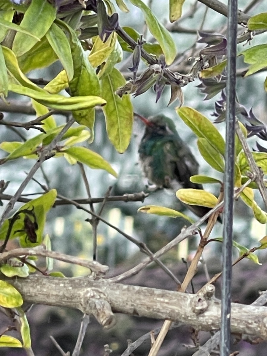 Broad-billed Hummingbird - ML611130192