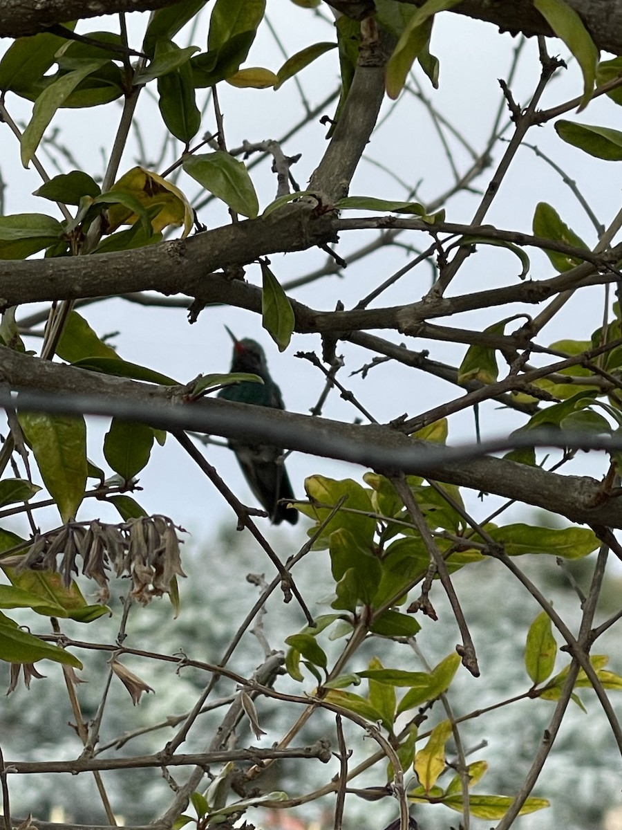 Broad-billed Hummingbird - ML611130193