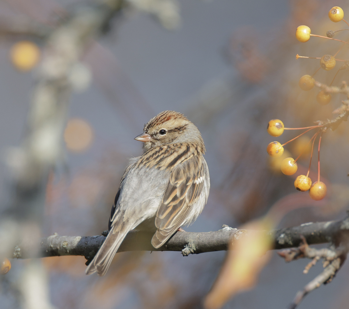 Chipping Sparrow - ML611130305