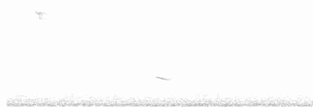 Обыкновенный снегирь - ML611130566