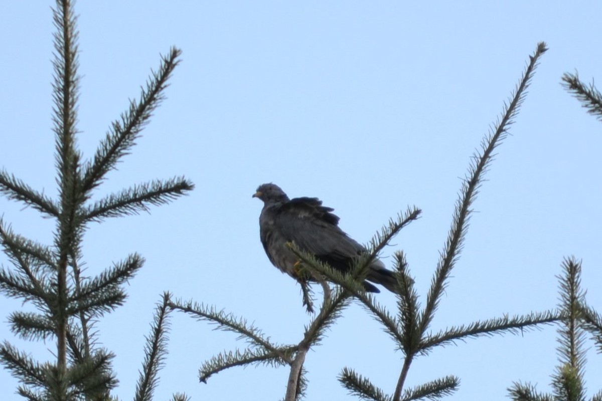 Band-tailed Pigeon - ML611131194