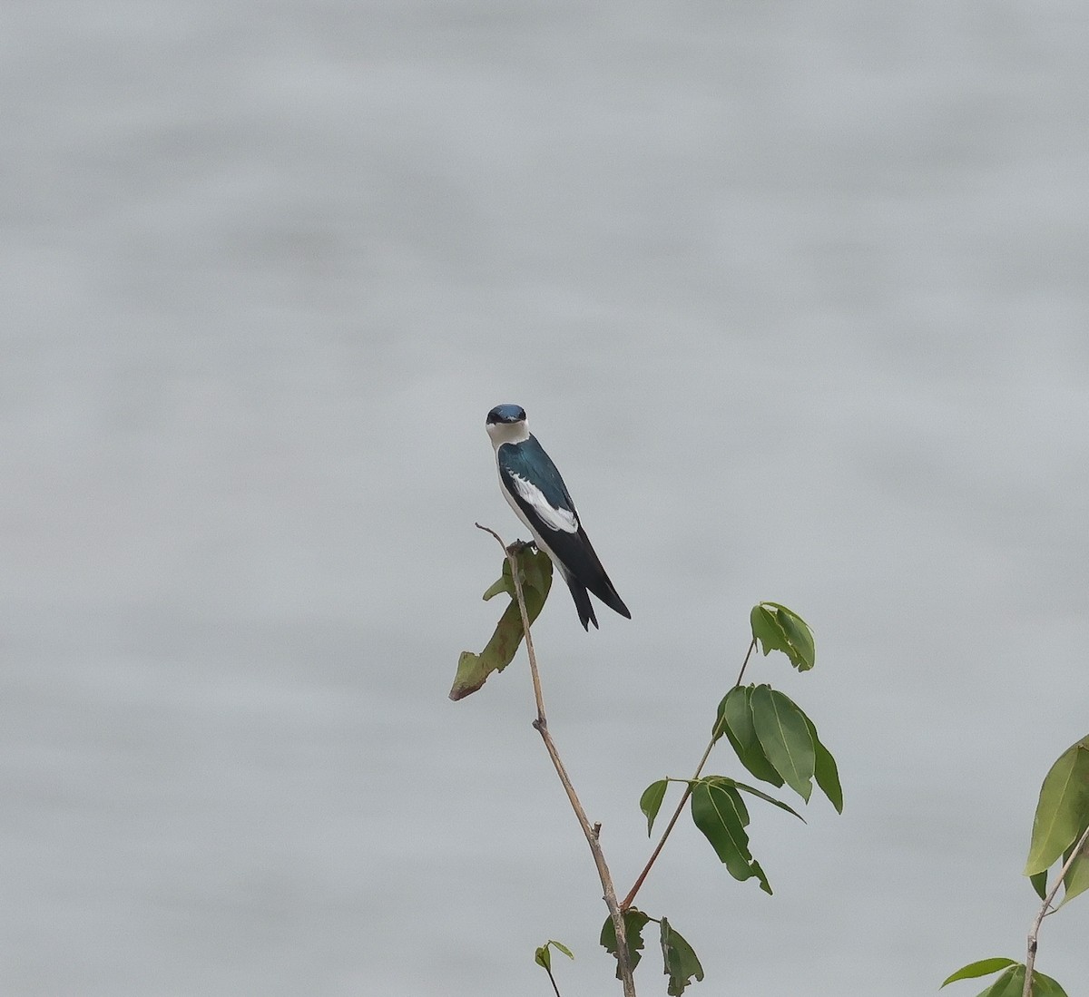 White-winged Swallow - ML611131520