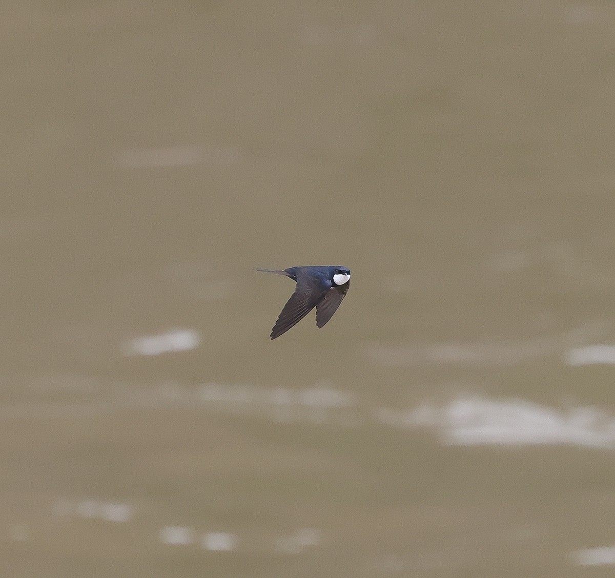 Black-collared Swallow - ML611131524