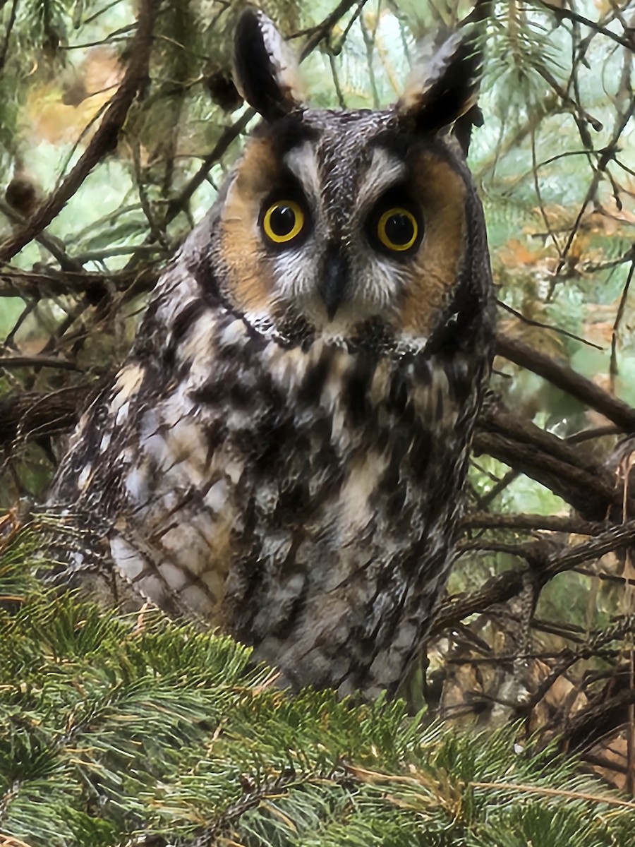 Long-eared Owl - ML611132288