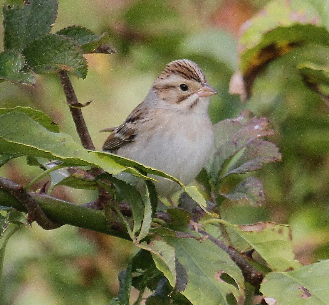 Clay-colored Sparrow - ML611132371