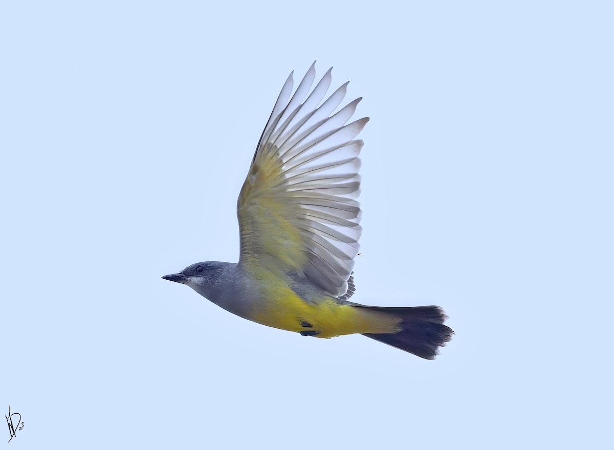 eBird Checklist 10 Nov 2023 3612 Hopewell Road Anderson,SC 29621