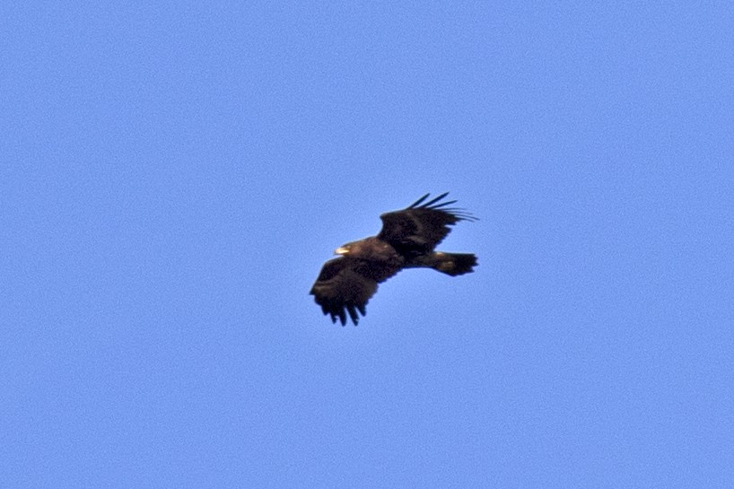 Greater Spotted Eagle - Ahmet Kâni  Vatandaş