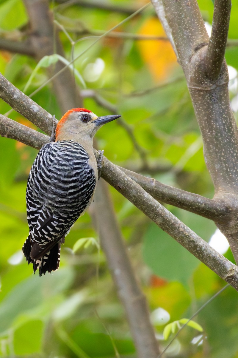 Red-crowned Woodpecker - ML611133113