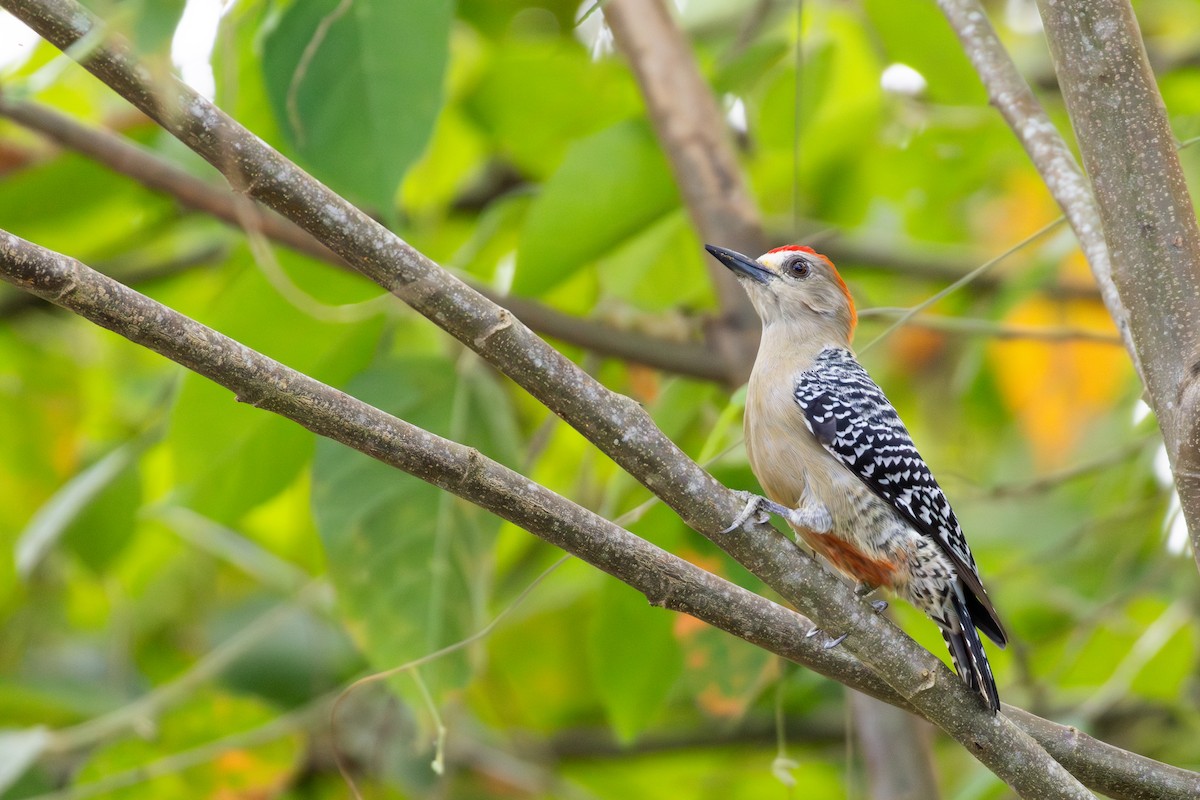 Red-crowned Woodpecker - ML611133114