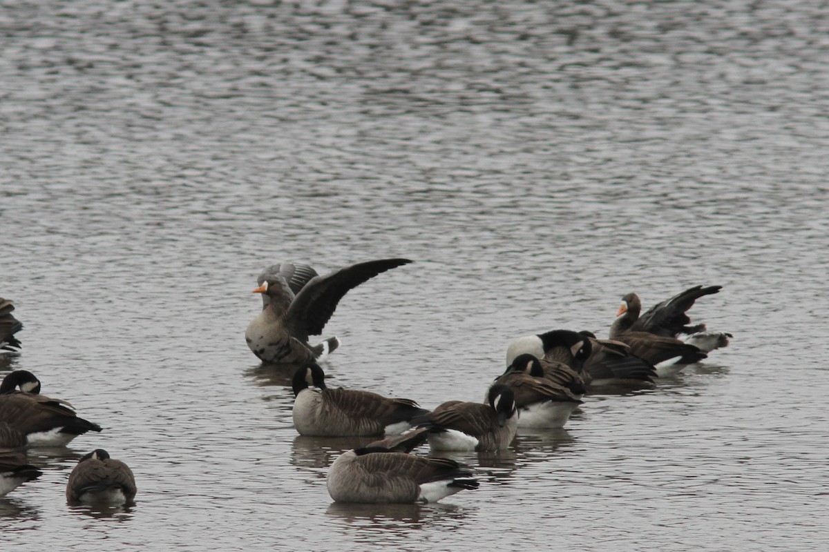 Greater White-fronted Goose - ML611133286