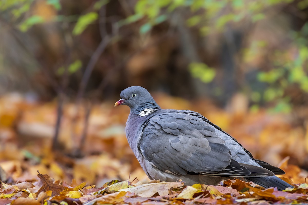 Common Wood-Pigeon - Marcin Dyduch