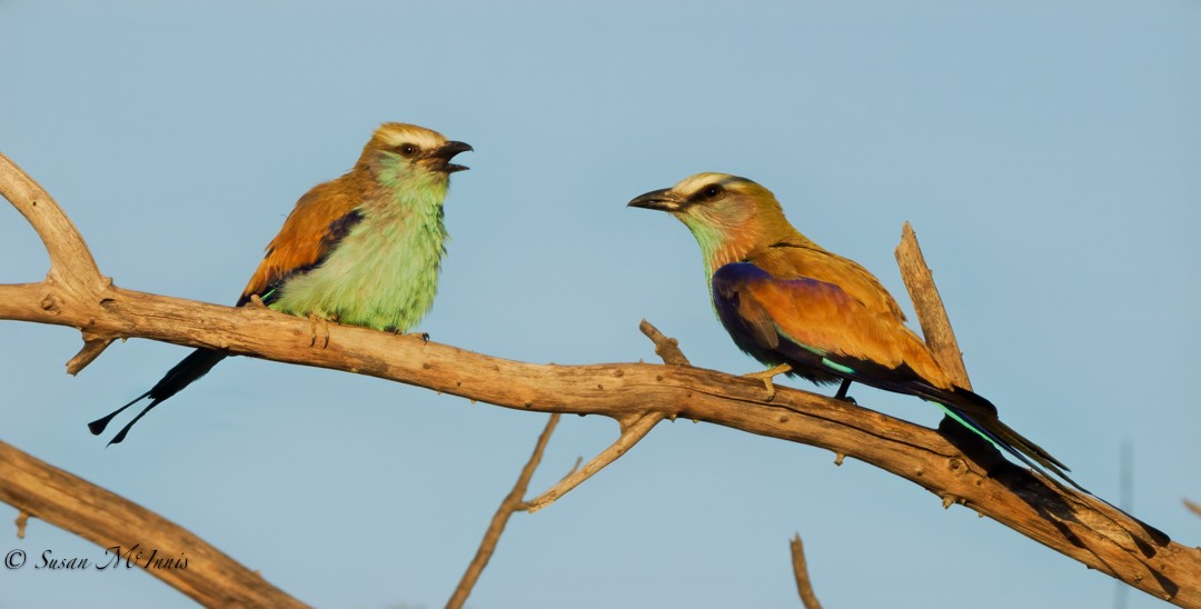 Racket-tailed Roller - ML611133466