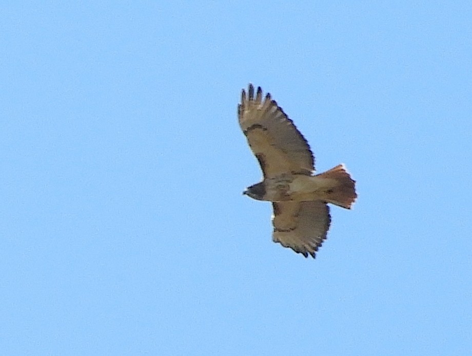 Red-tailed Hawk - ML611133735