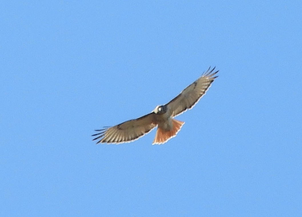 Red-tailed Hawk - ML611133736