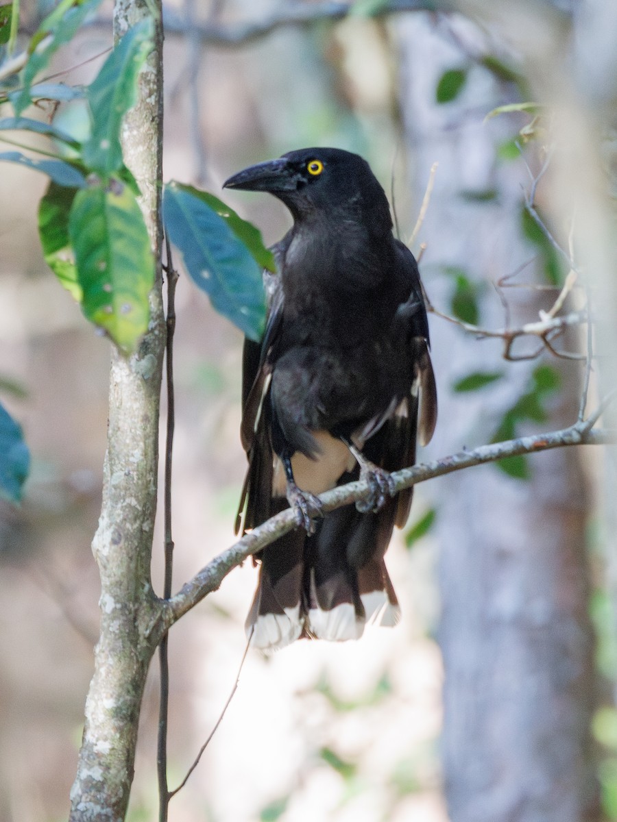 Pied Currawong - ML611134066
